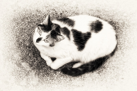 Bird view of a cat lying down on a rock  Animal head up and starring at camera  Black and white fine art outdoors portrait of domestic cat の写真素材