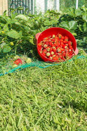In the garden of the house on foreground a full colander of strawberries freshly harvest. の写真素材