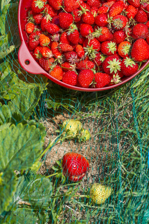 Bird view in the garden of the house. We can see a closeup of group of organic strawberry plants with a big ripe red strawberry (ripe specimen of 63 grams). の写真素材