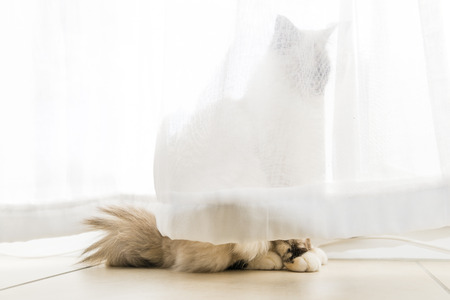 A seal tortie point Birman female cat in observation behind curtains of the windows. の写真素材