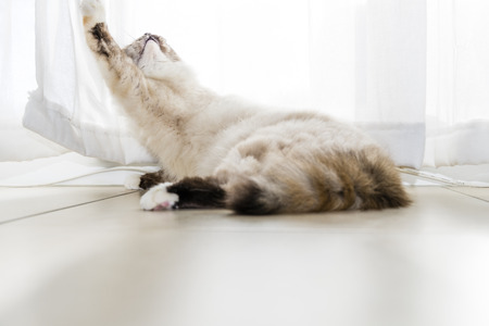 A seal tortie point Sacred of Burma female cat playing with the lace curtains. の写真素材
