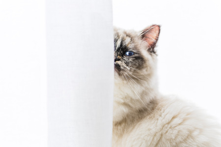 Closeup of a seal tortie point Sacred of Burma female cat looking at camera masked partially by curtains.の写真素材