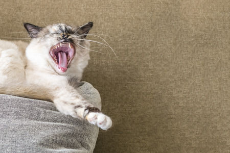 Closeup of a seal tortie point Birman female cat yawning on a pillow of the sofa. の写真素材