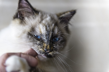 Selective focus on a seal tortie point Birman female cat nibbling a human finger. Color image portrait of purebred cat. Six months old.の写真素材