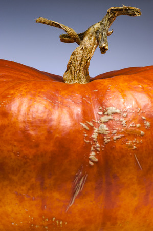 Closeup of a gorgeous ripe orange pumpkin. His stem is like a death tree shaped. Shooting studio isolated on blue grey background. Contemporary still life.の写真素材