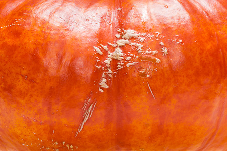 Pumpkin background/pattern. Closeup on a gorgeous and big ripe orange pumpkin. Shooting studio after harvest in autumn.の写真素材