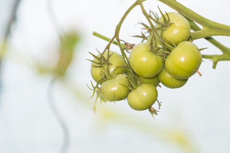 Group of green unripe tomatoes Growing Into a little greenhouse in summer.の写真素材