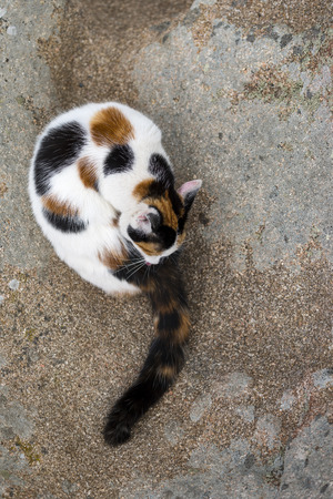 A cute mixed-breed cat grooming Itself on a rock. Outdoors portrait of domestic cat. Color Imageの写真素材