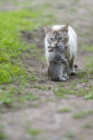 Return of hunting. A tabby cat walking with a young dead rabbit on ict mouth. Outdoors portrait of domestic cat. Color Imageの写真素材