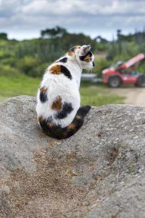 A mixed-breed cat sitting on a rock prowling. Outdoors portrait of domestic cat. Color Imageの写真素材