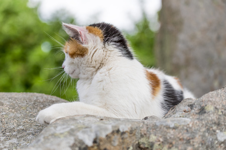 Closeup of cute cat prowling on a rock. Outdoors portrait of domestic cat. Color Imageの写真素材