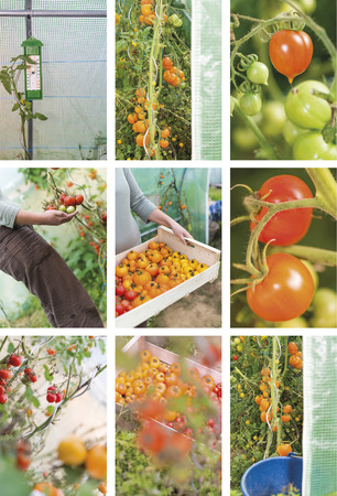 Photography collection of tomatoes harvesting by an attractive young woman. Closeup into a greenhouse in summer.の写真素材