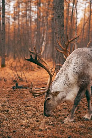 Inner Mongolia Aoluguya Reindeerの写真素材