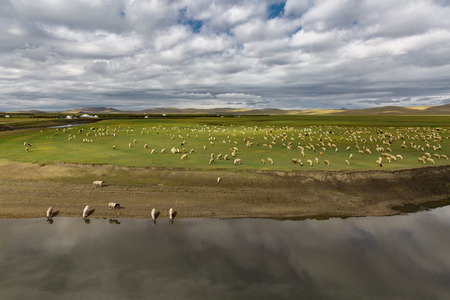 Sheep in Hulun Buir Grassland, Inner Mongoliaの写真素材