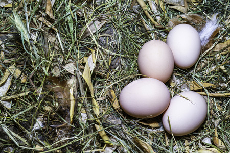Fresh hen eggs in nestの写真素材