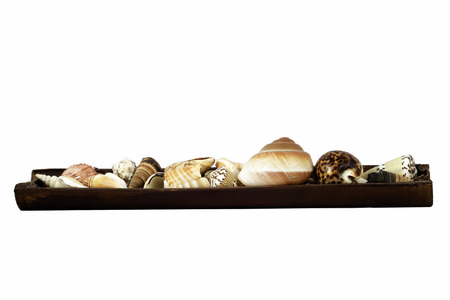 Sea shells decoration isolated on white backgroundの写真素材