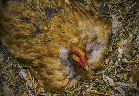 Chicken on the nestの写真素材
