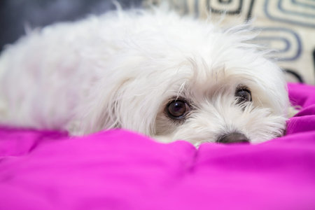 Puppy lying on the bed and rest.