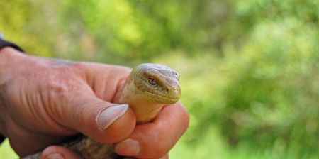 Snake in handの写真素材