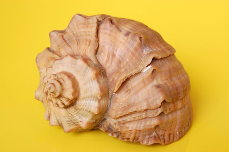 Sea shells on yellow background