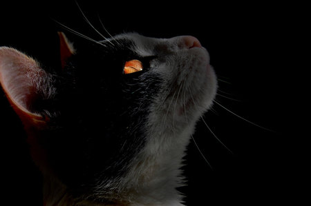 Domestic cat with yellow eye on black background