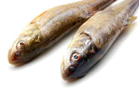 Two raw fish isolated on white backgroundの写真素材