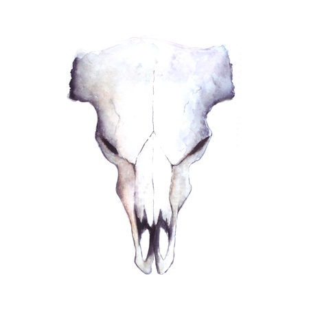 watercolor cow buffalo skull, hand painted illustrationの写真素材