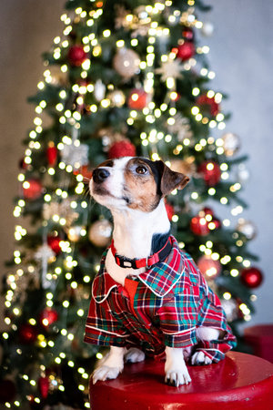 Puppy dog JRT jack russell terrier sitting near the Christmas tree lightsの写真素材