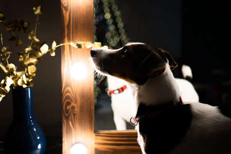 Puppy dog JRT jack russell terrier sitting near the Christmas tree lightsの写真素材