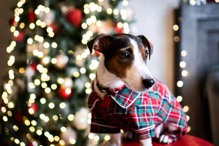 Puppy dog JRT jack russell terrier sitting near the Christmas tree lightsの写真素材