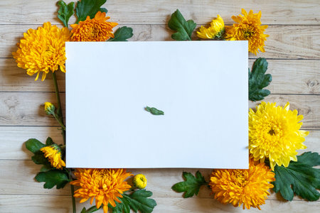 Chrysantemum autumn bouquet copy space blanc paper colored colorful mock upの写真素材