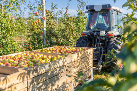 Apple orchard juice production harvest tree agricultureの写真素材