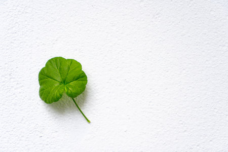 Green leaf on white background. Young youth concept
