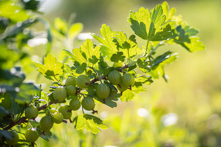 branch of green gooseberry in the gardenの写真素材