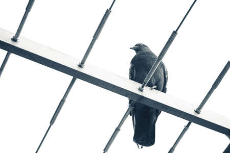 Dove sitting on steel cables in Parisの写真素材