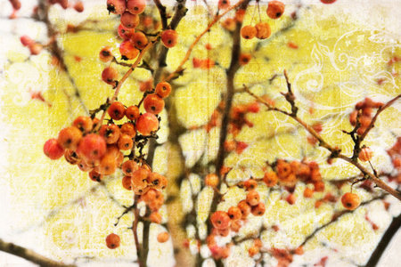 Red berries on yellow grunge background with stains, spots and swirlsの写真素材