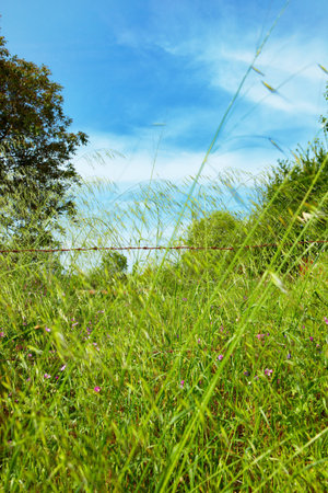 Beautiful green grass with blue sky in the background on a farm in Kirazli in Turkey.