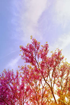 Beautiful tall pink tree with blue sky in the background on a farm in Kirazli in Turkey.の写真素材