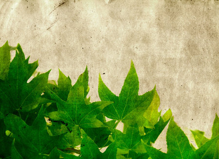 green maple leaves on a grunge paper texture with space for text.の写真素材