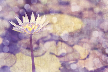 closeup of purple lily in pond over grunge aged texture background with copy space の写真素材