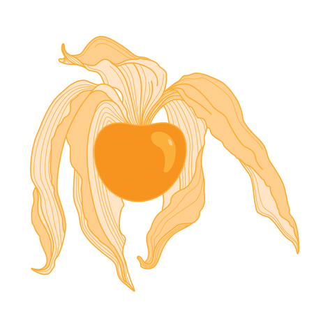 Isolated Orange Physalis Line Illustration on White Backgroundのイラスト素材