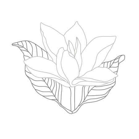 Magnolia Monochrome Line Illustration on White. Flower Logo Designのイラスト素材