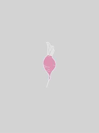 Pink and White Radish Vegetable Vector Drawing on Grey Background. Minimalist Harvesting Seasonのイラスト素材