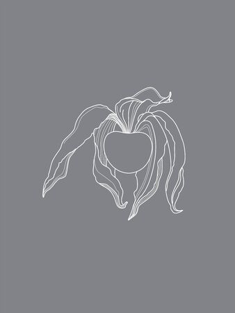 Decorative Physalis White Line Design on Grey. Minimalist Designのイラスト素材