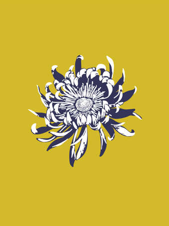 White Chrysanthemum flower vector design on yellow. Mothers day floral bloomのイラスト素材