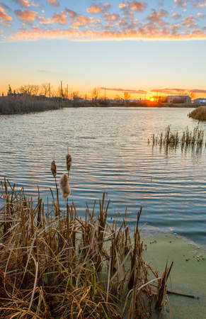 Reed at the pond at sunset with a buildings at the background, blue sky and green waterの写真素材