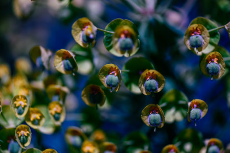 violet blue, beautiful plants flowers on a blurred green background on a bright summer day