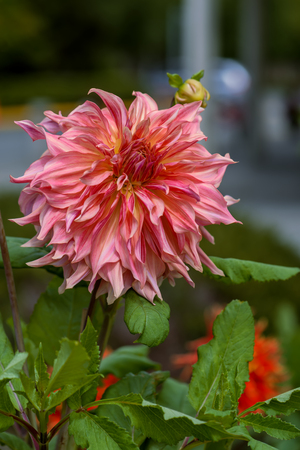 orange-red plants herbaceous flowers chrysanthemum with oblong petals on a green background on a summer dayの写真素材