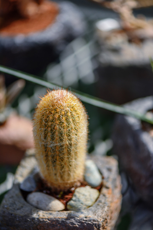 green, prickly cactus flower in a summer, clear dayの写真素材