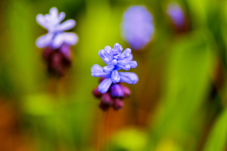 violet blue, beautiful plants flowers on a blurred green background on a bright summer dayの写真素材